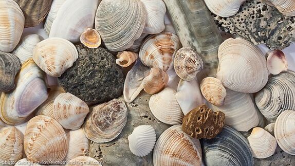 shells as an amulet of happiness