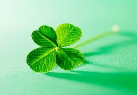 Among plants there are charms that can protect against negativity, one of them is clover
