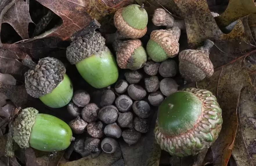 lucky charm - acorn