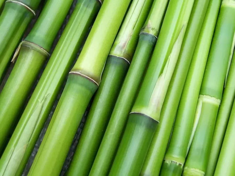 lucky charm - bamboo